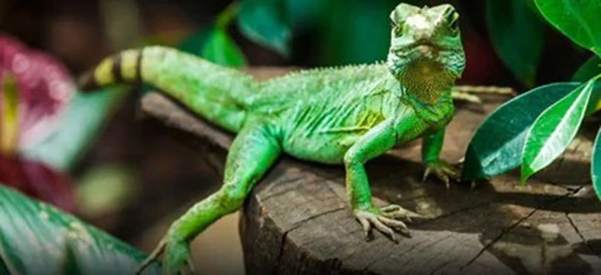 LES REPTILES