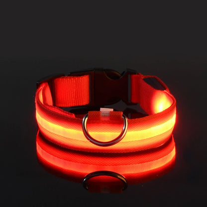 Collier de chien basique équipé d’un système d’éclairage