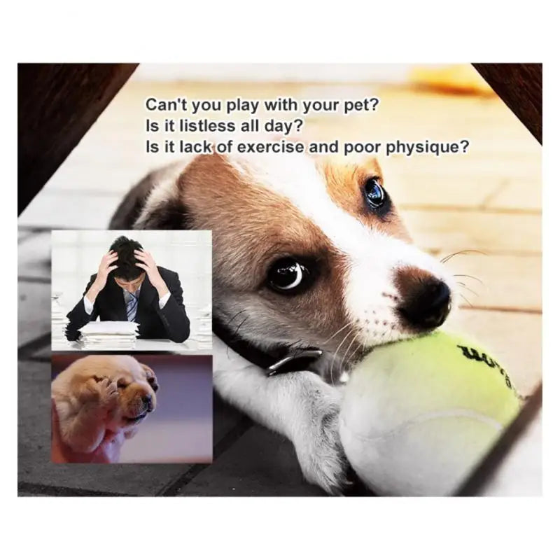 Balles de tennis pour chiens