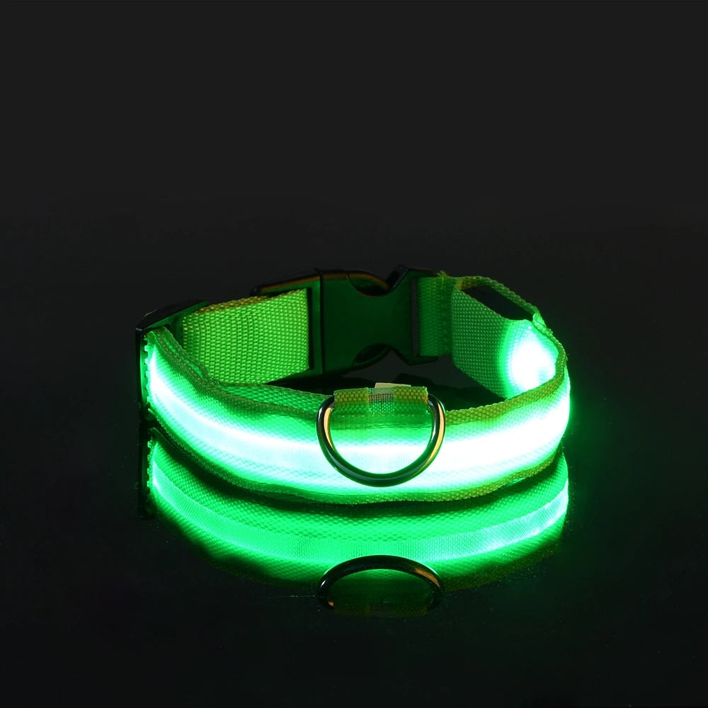 Collier de chien basique équipé d’un système d’éclairage
