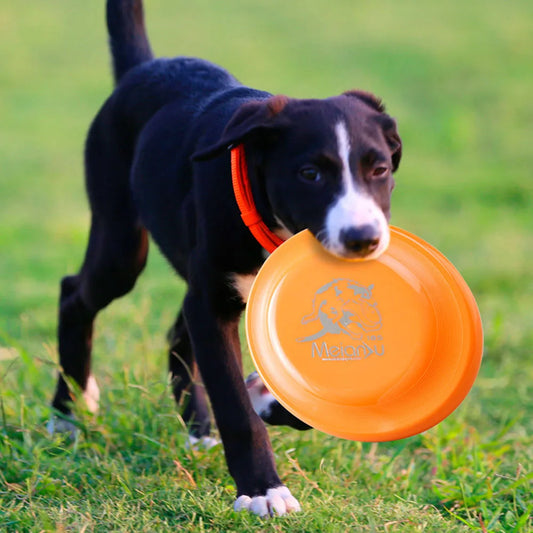 Disque de dressage pour chiens