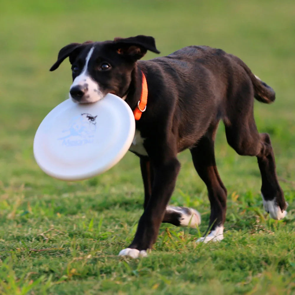 Disque de dressage pour chiens