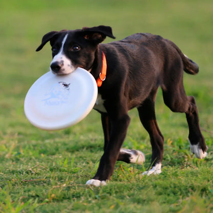 Disque de dressage pour chiens