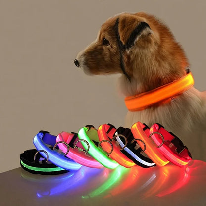 Collier de chien basique équipé d’un système d’éclairage