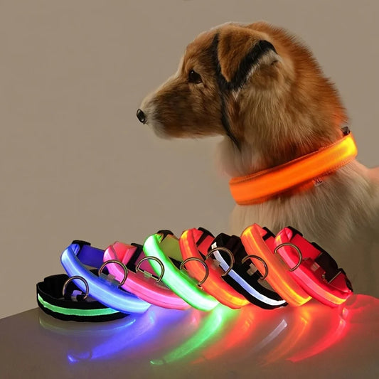Collier de chien basique équipé d’un système d’éclairage