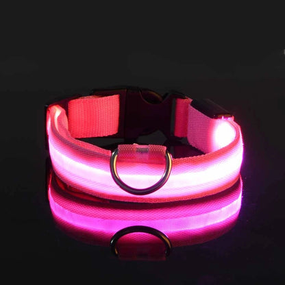 Collier de chien basique équipé d’un système d’éclairage