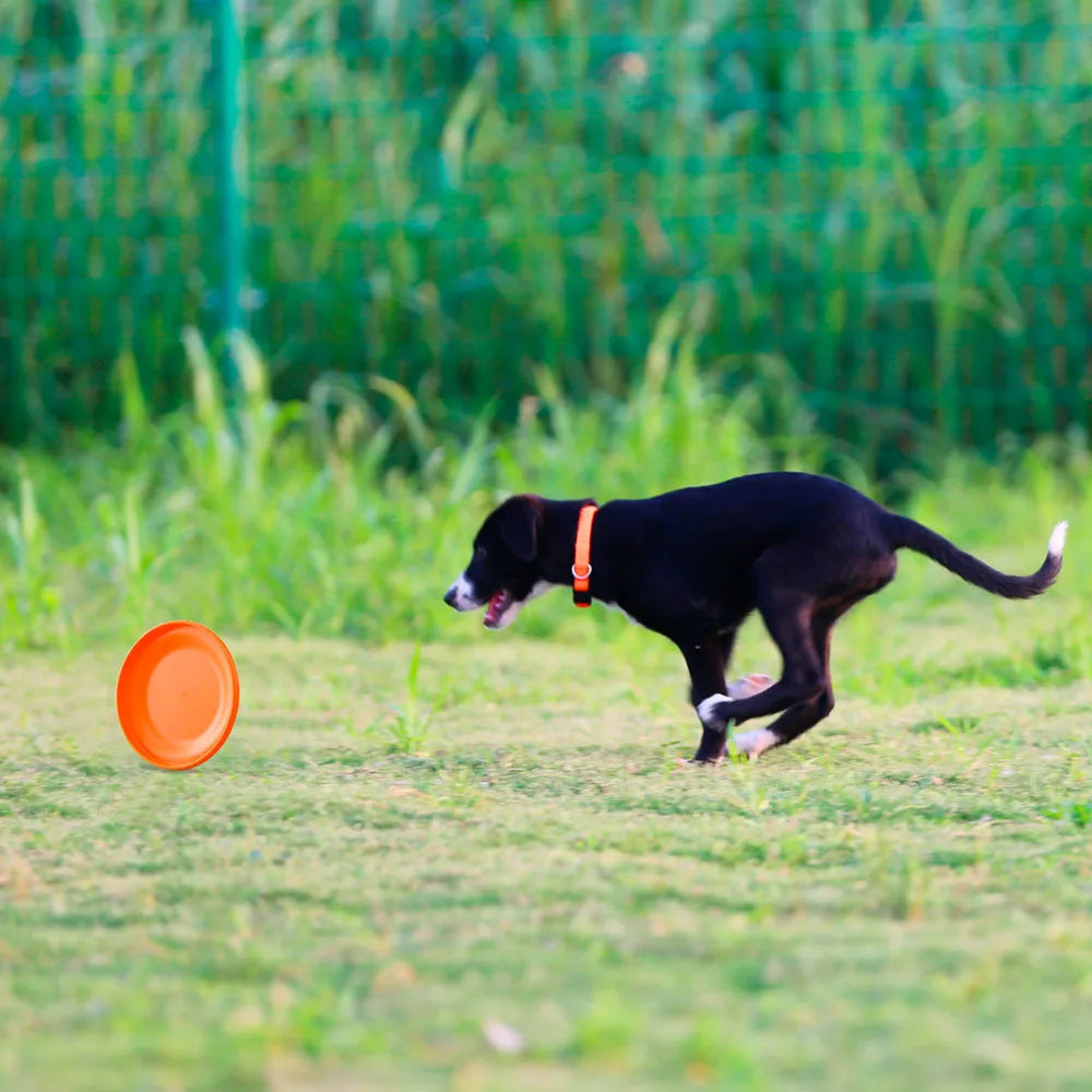 Disque de dressage pour chiens